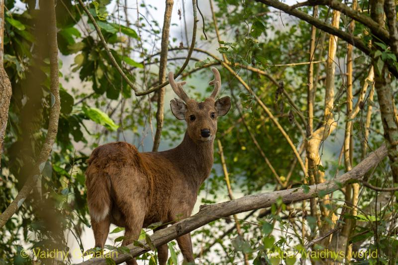 Deer, Hog Deer, Kaziranga