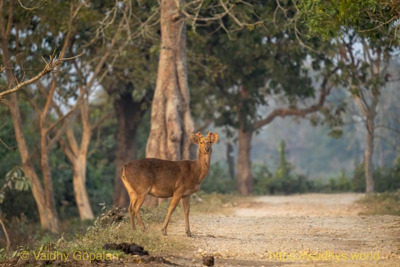 Barasingha, Deer, Kaziranga