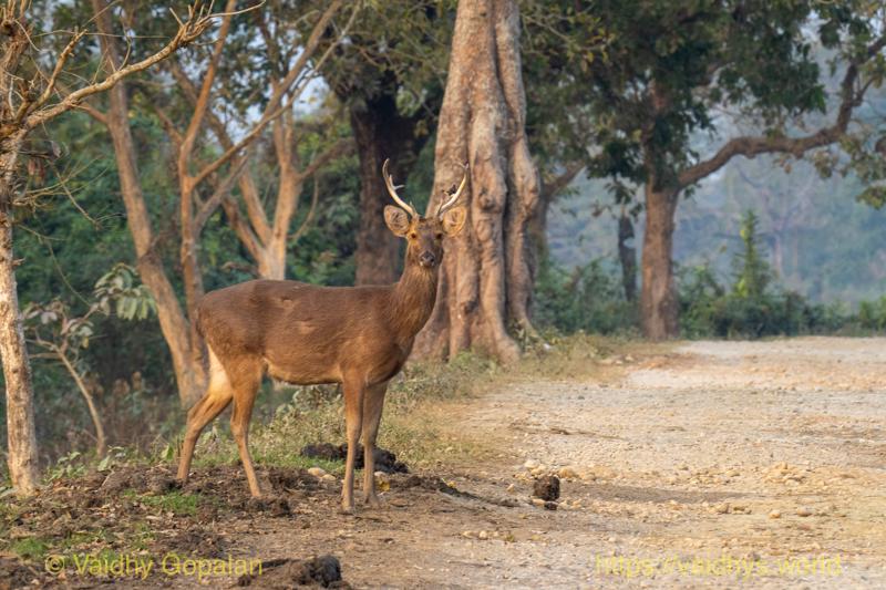 Barasingha, Deer, Kaziranga