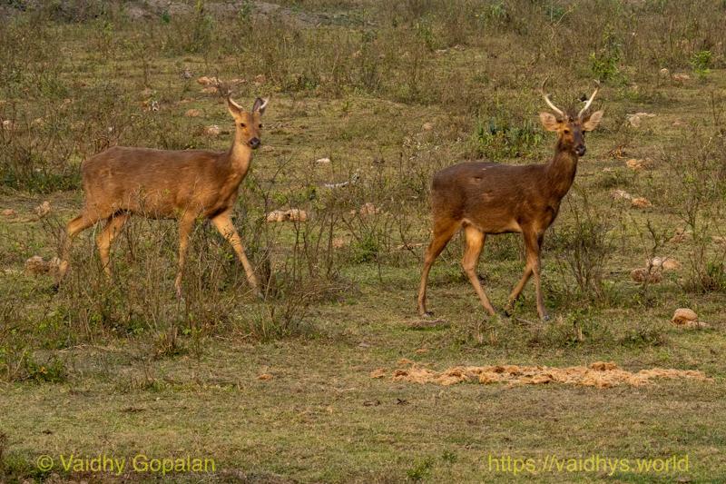Barasingha, Deer, Kaziranga