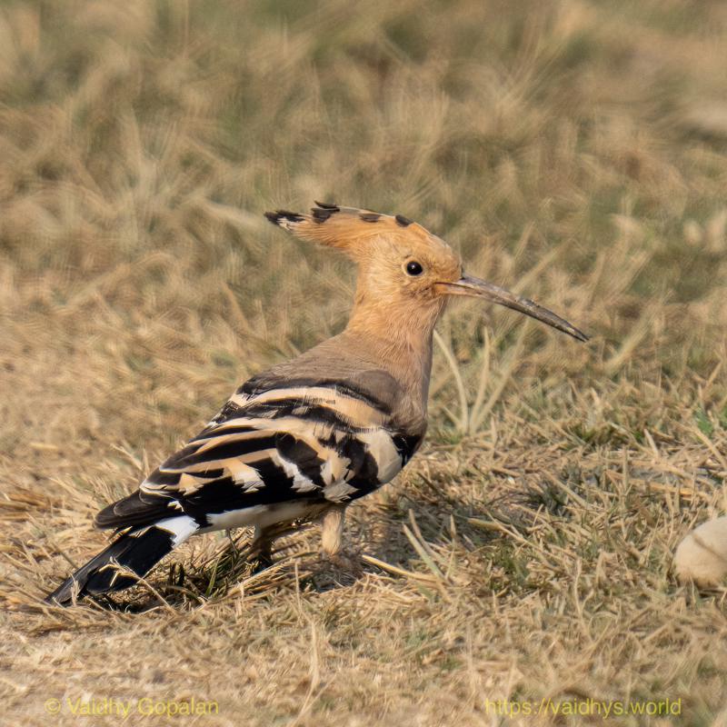 Hoopoe, Kaziranga