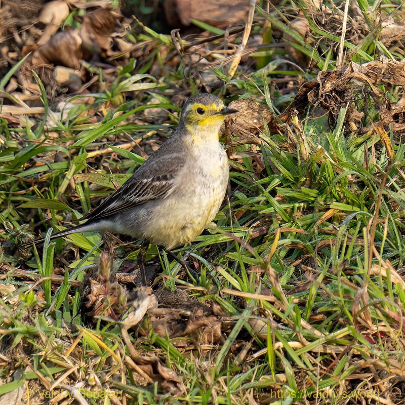 Citrine Wagtail, Kaziranga