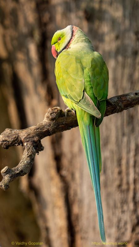 Kaziranga, Rose-ringed Parakreet