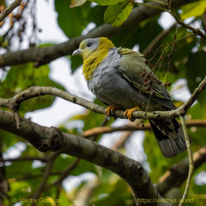 Kaziranga, Yellow-footed Green Pigeon