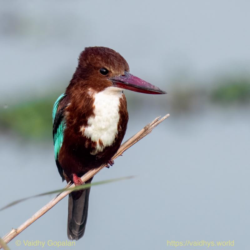 Kaziranga, White-throated Kingfisher