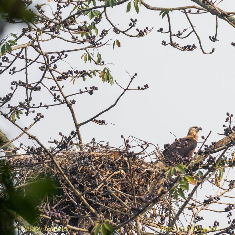 Kaziranga, Pallas's Fish-Eagle