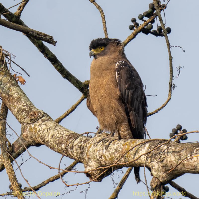 Crested Serpent-Eagle, Kaziranga
