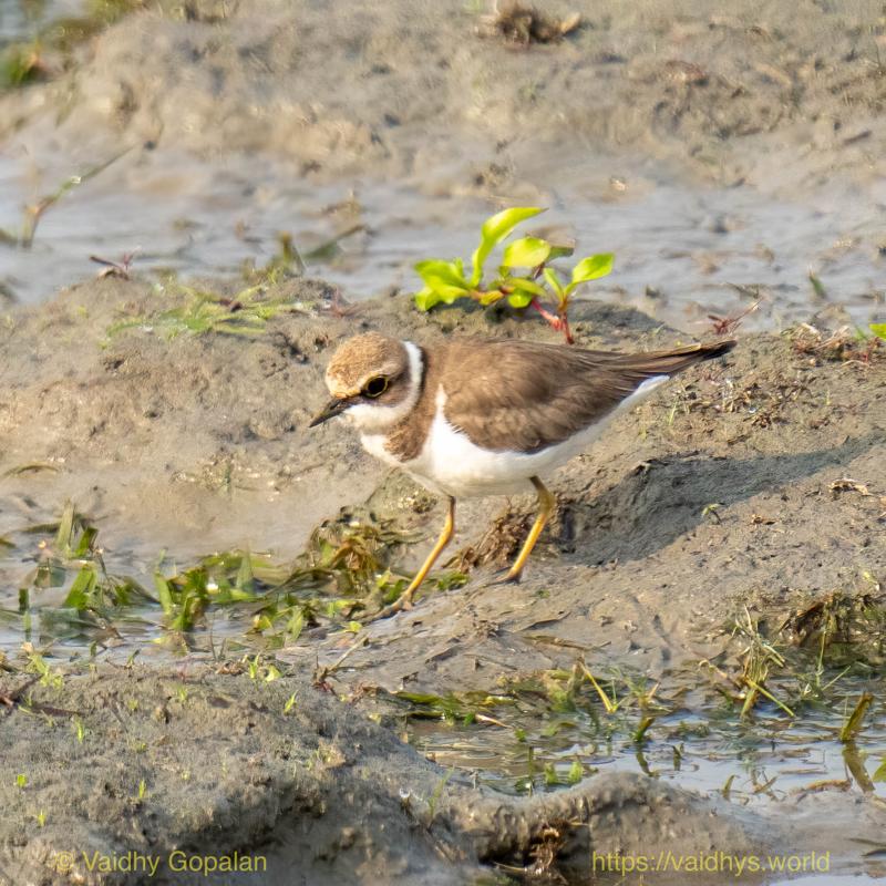 Kaziranga, Long-billed Plover