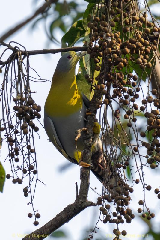 Kaziranga, Yellow-footed Green Pigeon