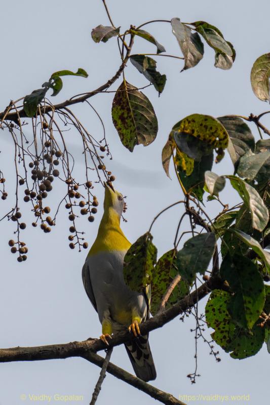Kaziranga, Yellow-footed Green Pigeon