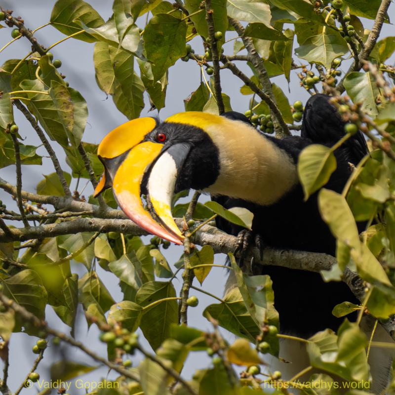 Great Indian Hornbill, Kaziranga