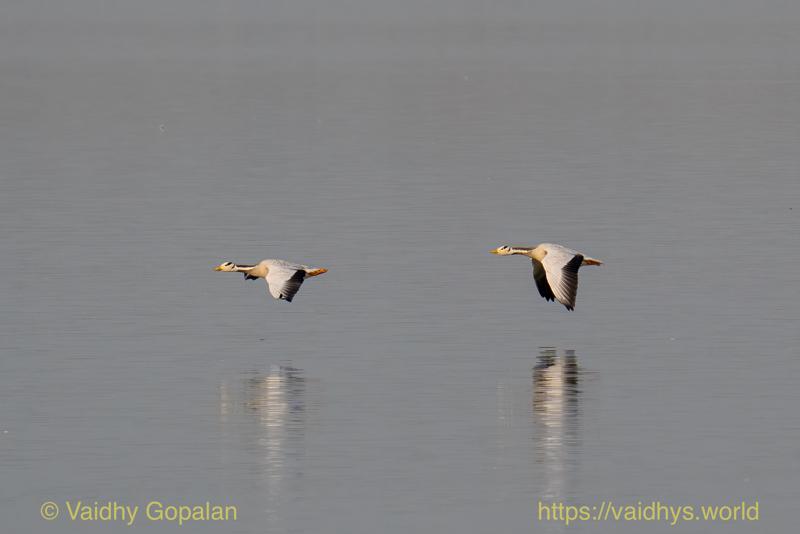 Bar-headed Goose, Kaziranga