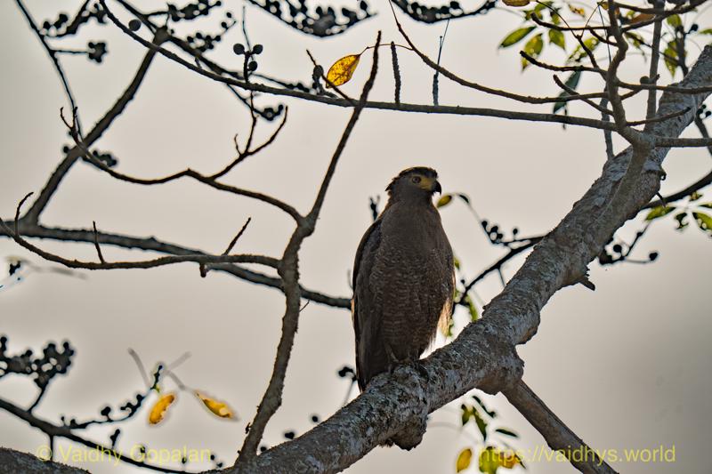 Crested Serpent-Eagle, Kaziranga