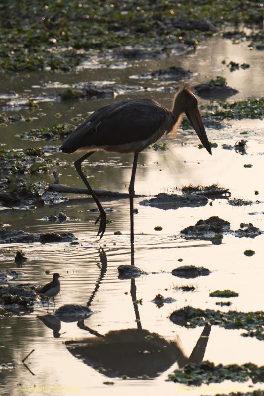 Black-necked Stork, Kaziranga