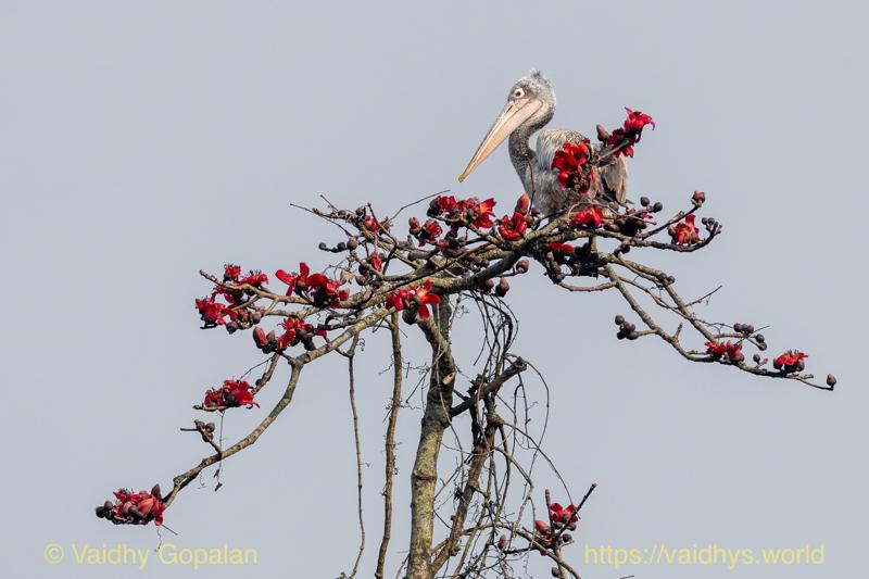 Kaziranga, Spot-billed Pelican
