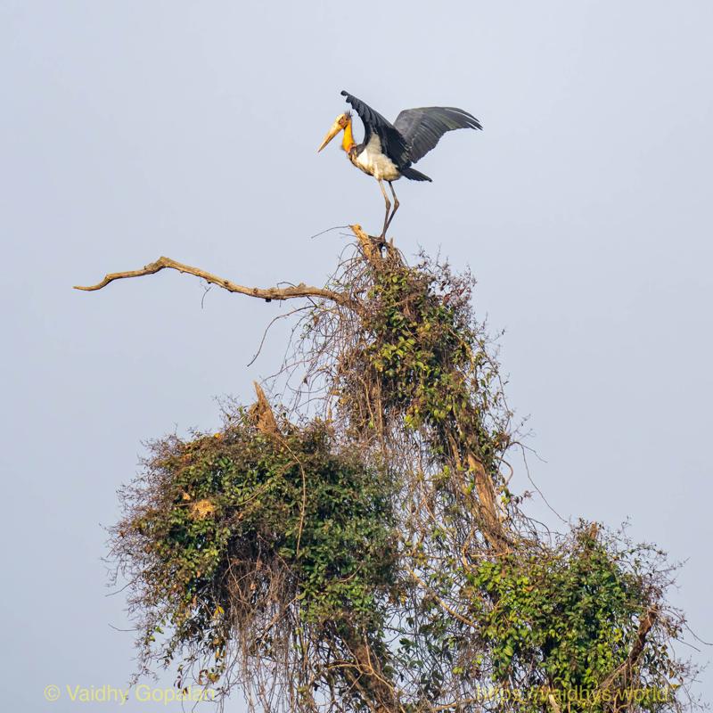 Kaziranga, Lesser Adjutant Stork