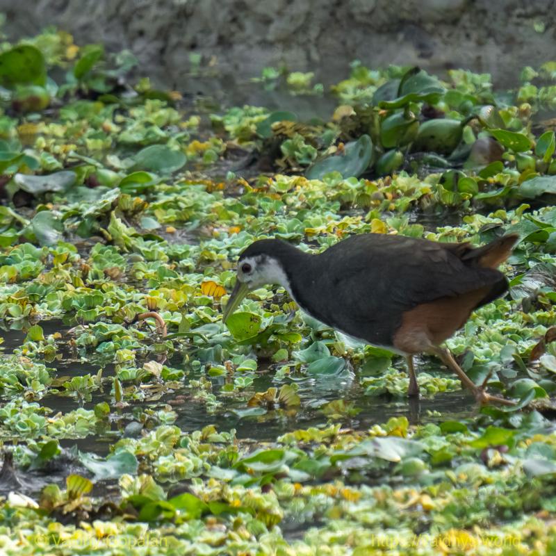 Kaziranga, White-breasted Waterhen
