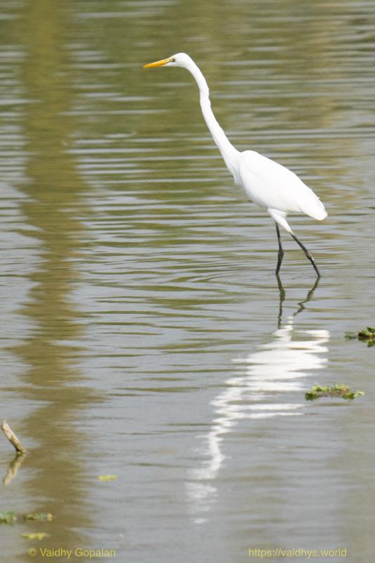 Great Egret, Kaziranga