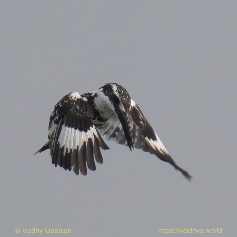 Kaziranga, Pied Kingfisher