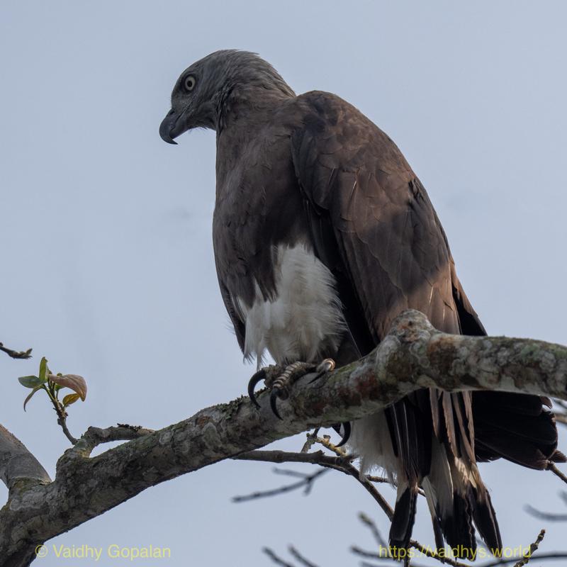 Gray-headed Fish-Eagle, Kaziranga
