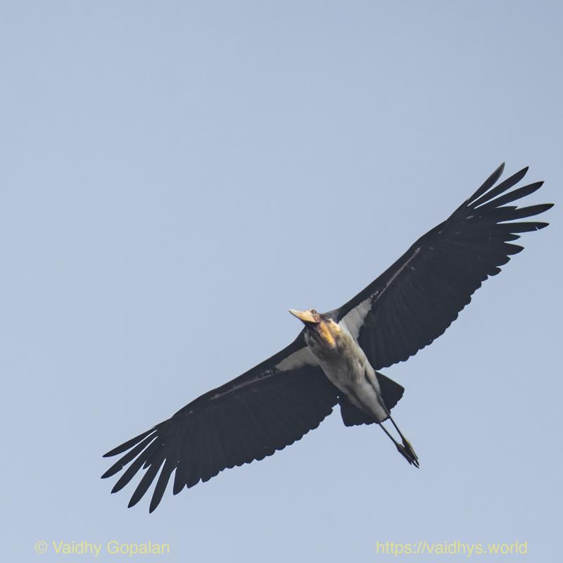 Kaziranga, Lesser Adjutant Stork