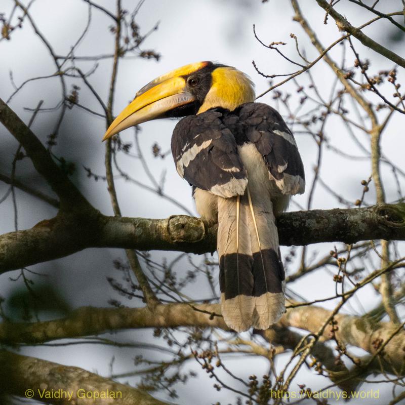 Great Indian Hornbill, Kaziranga