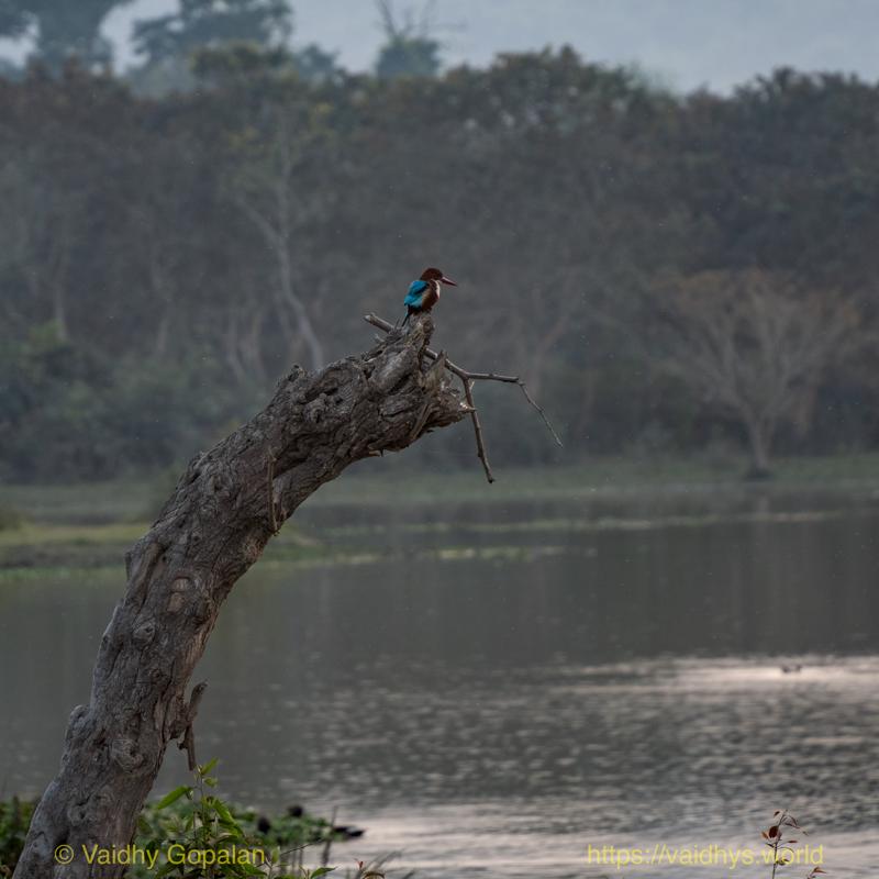Kaziranga, White-throated Kingfisher