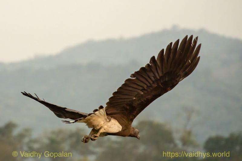 Gray-headed Fish-Eagle, Kaziranga