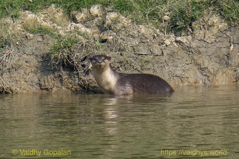 Kaziranga, Smooth-coated River Otter