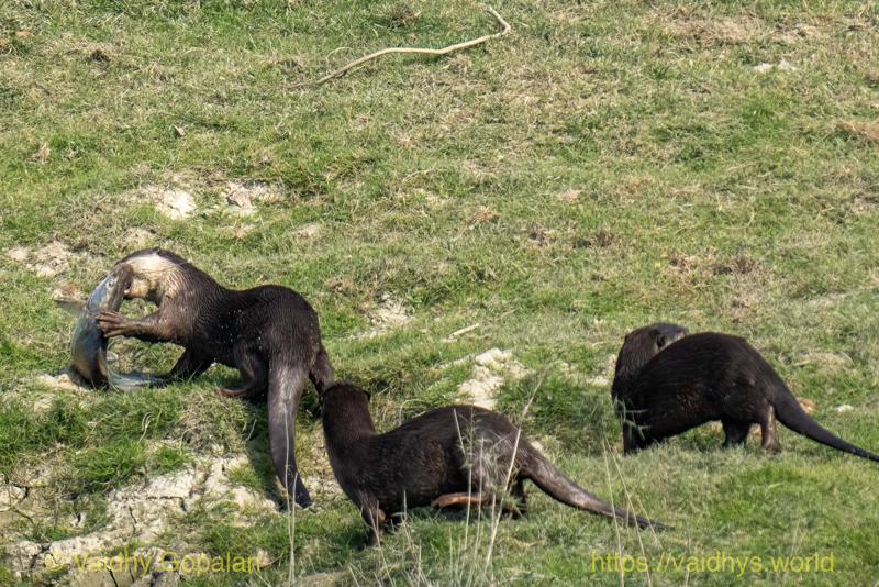 Kaziranga, Smooth-coated River Otter