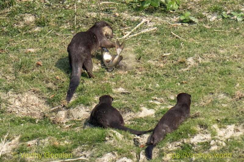 Kaziranga, Smooth-coated River Otter