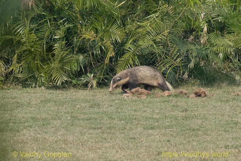 Hog Badger, Kaziranga