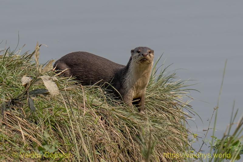 Kaziranga, Smooth-coated River Otter