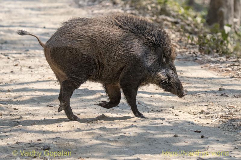 Kaziranga, Wild Boar
