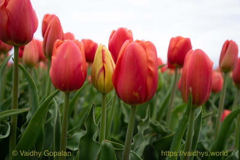Roozengaarde tulip