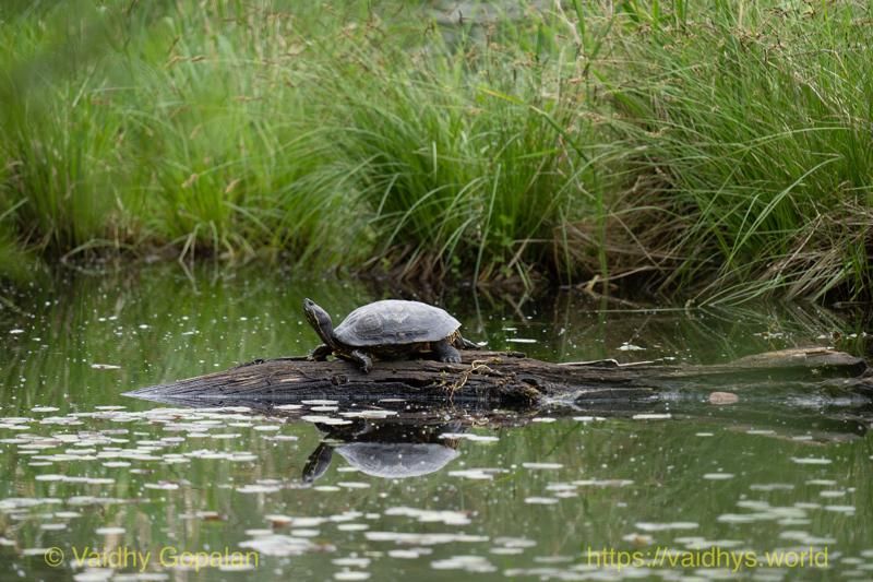 Terrapin, nisqually wildlife refugee