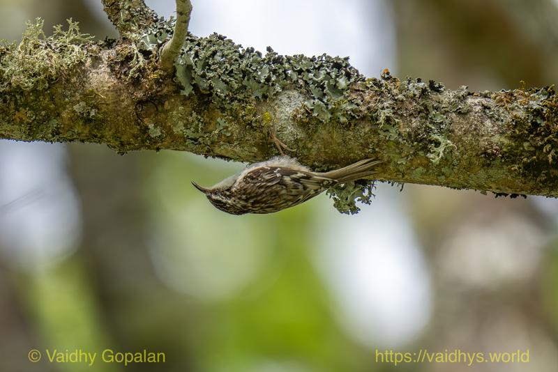 Brown Creeper, nisqually wildlife refugee