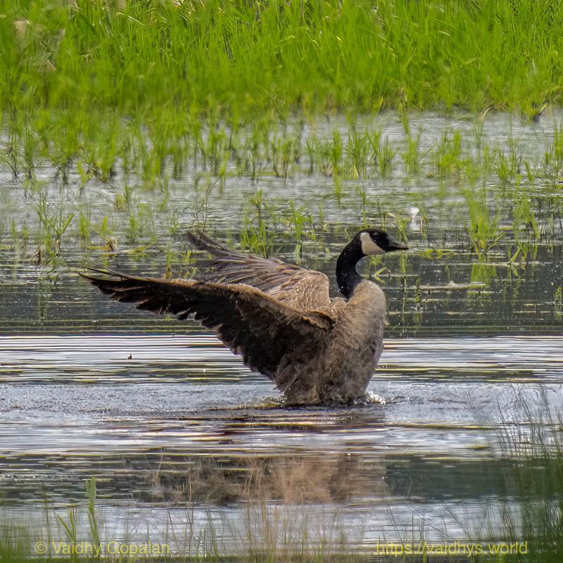Canada Goose, nisqually wildlife refugee