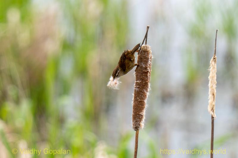 Carolina Wren, nisqually wildlife refugee