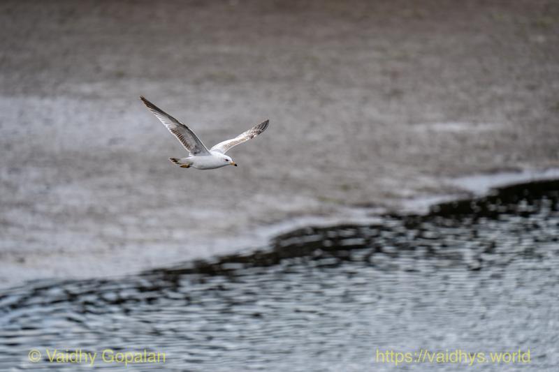 Ring-billed Gull, nisqually wildlife refugee