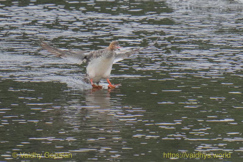 Common Merganser, nisqually wildlife refugee