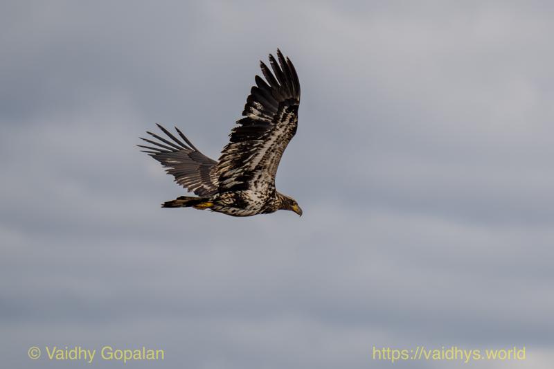 Juvenile Bald headed Eagle, nisqually wildlife refugee