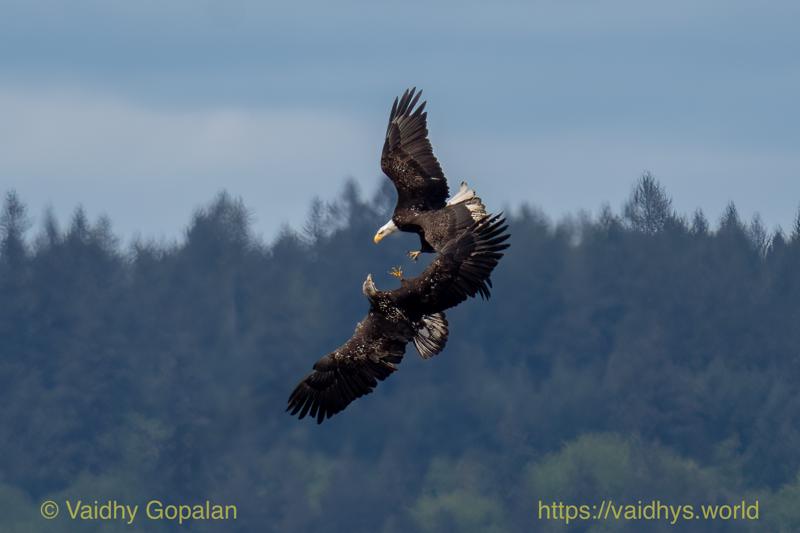 Bald-headed eagle, nisqually wildlife refugee