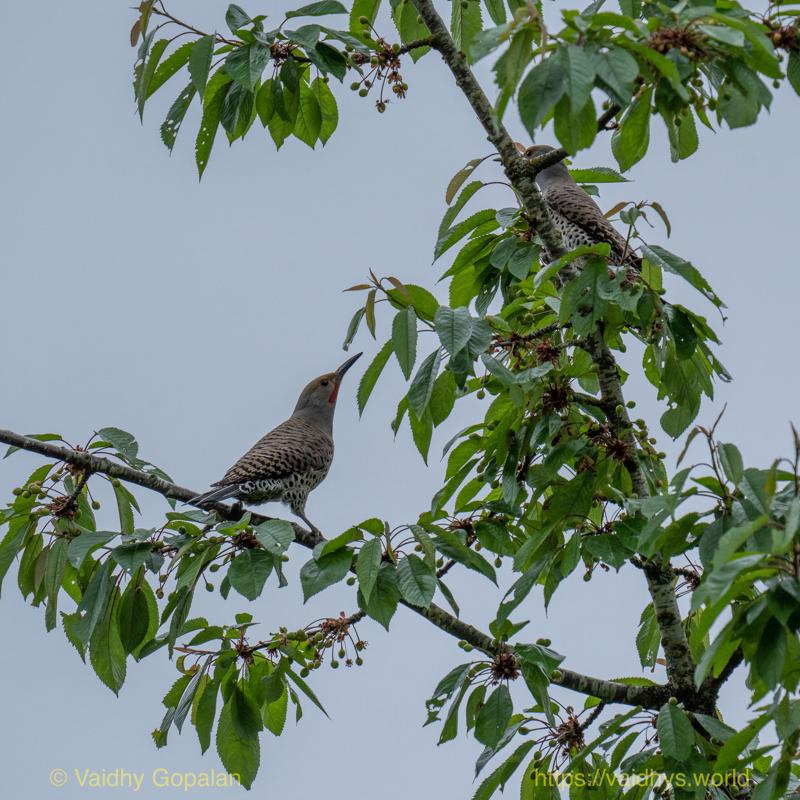 Juanita Bay Park, Northern Flicker