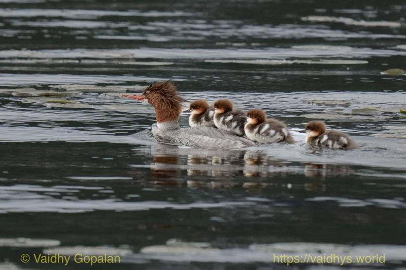Hooded Merganser, Juanita Bay Park