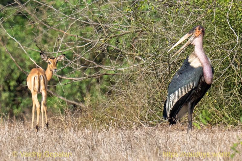 Impala, Marabou Stork
