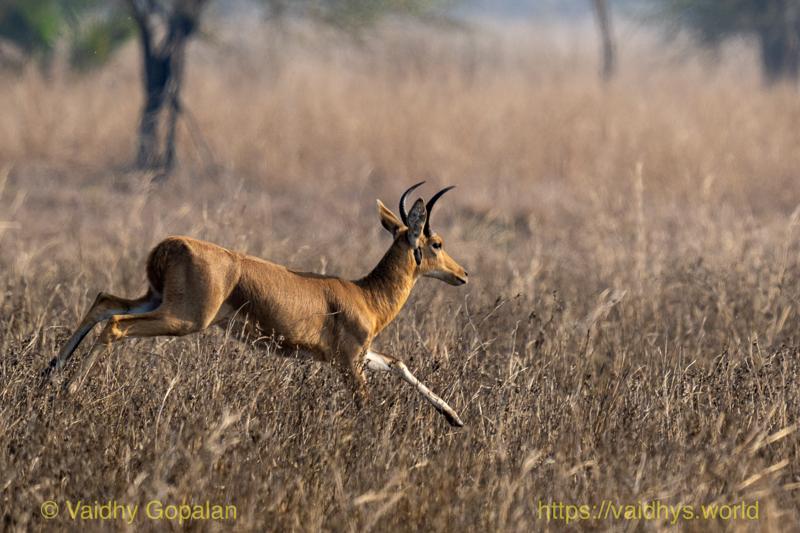 Reedbuck