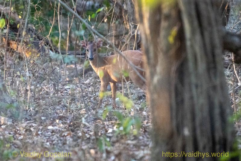 Red Forest Duiker