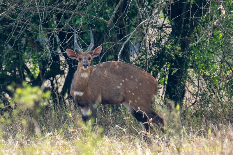 Bushbuck