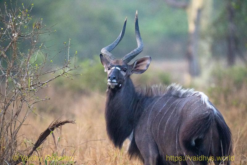 Nyala